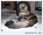 кошка