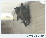 Кот любимый