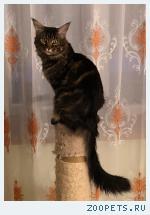 мейн кун, кот.