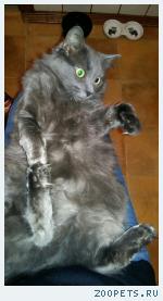 Кошка