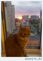 кот рыжий