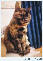 кошка