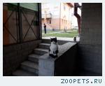 Найдена кошечка