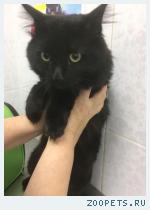 нашли кота