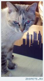 кошка
