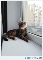 Пропал кот