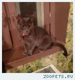 Пропала кошка 