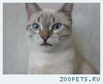 кот 4 года, теперь уже 5