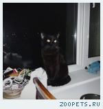 Черный кот