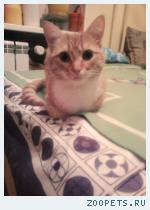 Кошка 