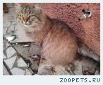 пропал кот