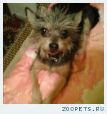 Собака