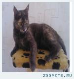 кошка
