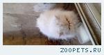 Белый персидский кот