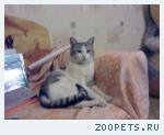 Кот Маркиз