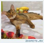 Кот абиссинец