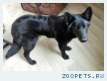 Собака