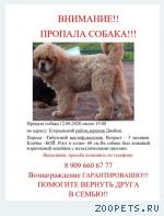 Щенок Тибетского мастифа