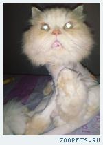 Кот персидский