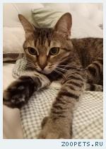 Кошка