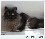 Кот, сибиряк