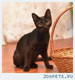 Котенок