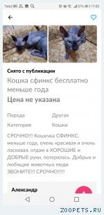 Кошечка Сфинкс