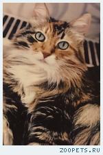 кошка