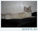 Кот, невский маскарадный
