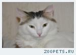 котик, сибирский