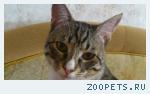 пропал кот