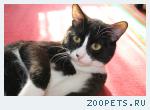 Котик