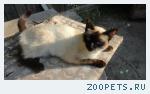 сиамская кошка