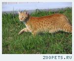 Кот. Рыжий, пятнистый