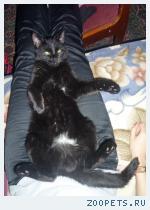 Кот, не породистый