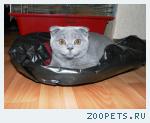 кошечка