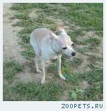 Собака