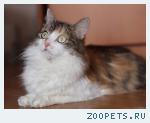 кошка