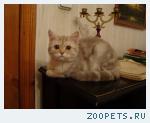Кошечка