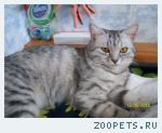 Кошка