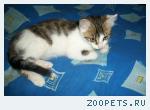 Найден Котёнок отдадим в добрые руки.