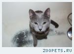Кот серо-голубого окраса
