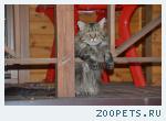 кот Мейн-кун