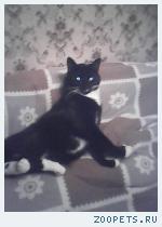 Кошка Плюша