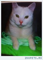 кот Барик