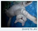 Кот Лемур