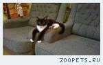 кошка