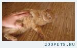 Рыжий котёнок
