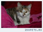 Кошечка Дашка