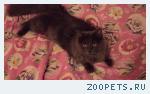 кошечка